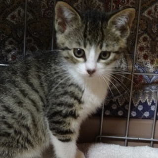 白玉ちゃん（たまちゃん）美人の女の子♪