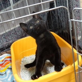 みつ豆ちゃん（まめちゃん）げんきな女の子♪