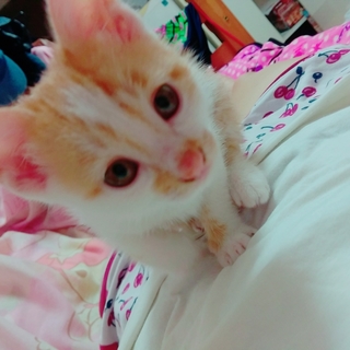 生まれて３ヶ月！みけネコ元気！甘えん坊の空くん！