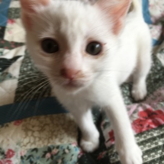 美猫の白猫さん