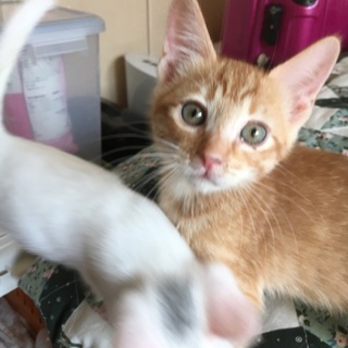 イケニャン茶虎君