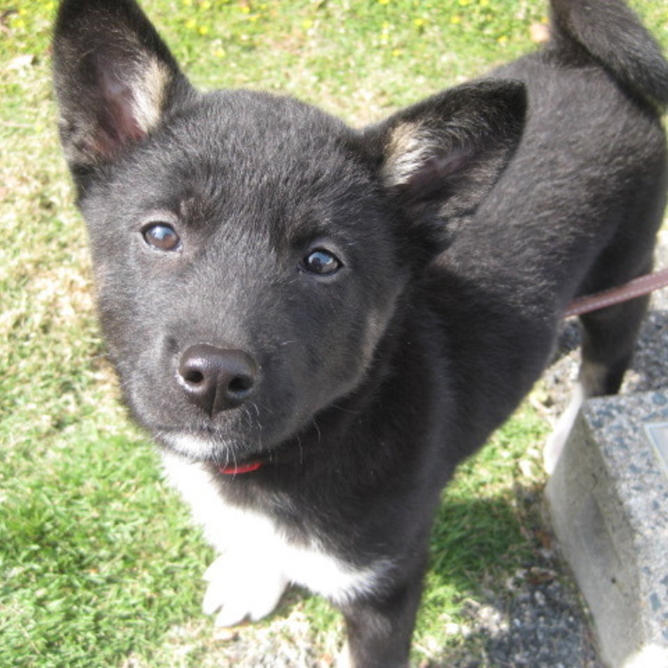 さくらのカバー写真