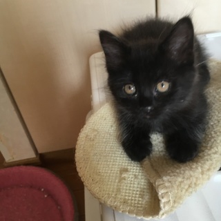 ふわふわ毛クリクリお目目の可愛い黒猫さん