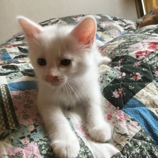 少し長毛ふわふわコロコロの甘えん坊さん