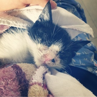 子猫ちゃんの里親さんを探しています！