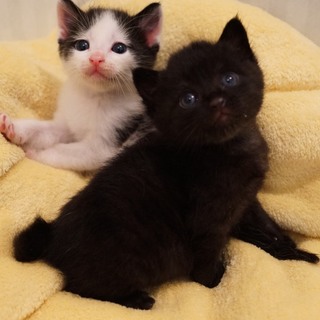 黒白兄妹の里親さん募集中！！