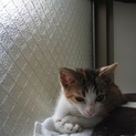 障害のある子猫の里親募集です。