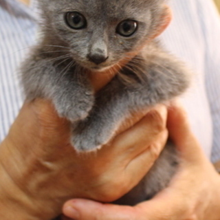 ロシアンブルーのような女の子、ノワちゃんです！