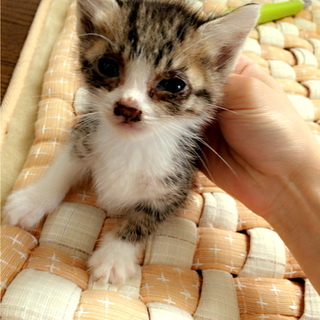 里親決まりました！