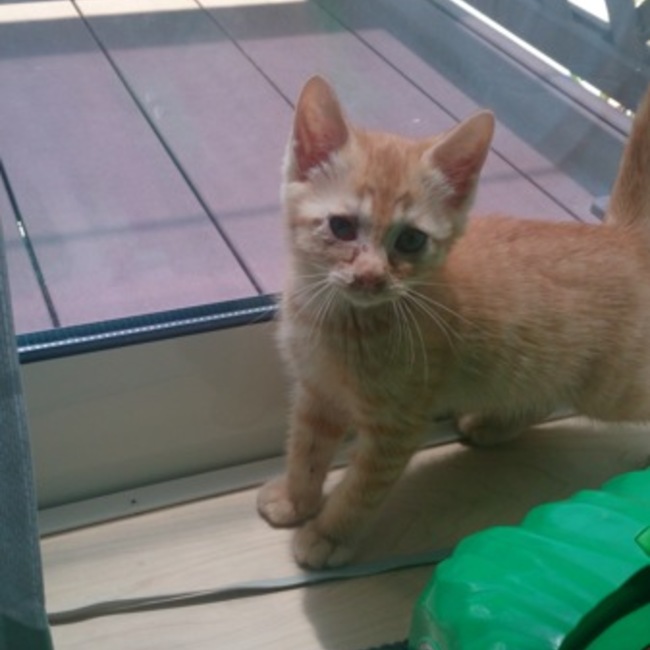 ひろぽん2のカバー写真