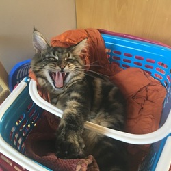 ルーシー復活してます。