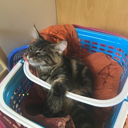 「ルーシー復活してます。」サムネイル2