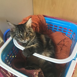 「ルーシー復活してます。」サムネイル3