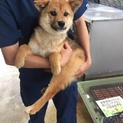 あんずちゃんK様宅に迎えて頂けました