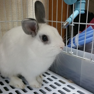 ミニウサギ(名前  ユキ)至急募集！