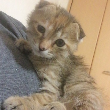 胸乗り猫（笑）