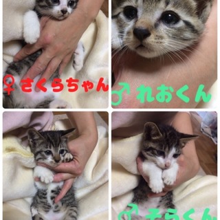 名古屋 野良ちゃんが産んだ兄弟猫5匹の里親さま募集