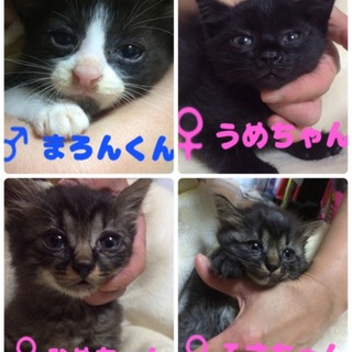 名古屋 兄弟猫4匹の里親さま募集