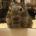 デグー♀