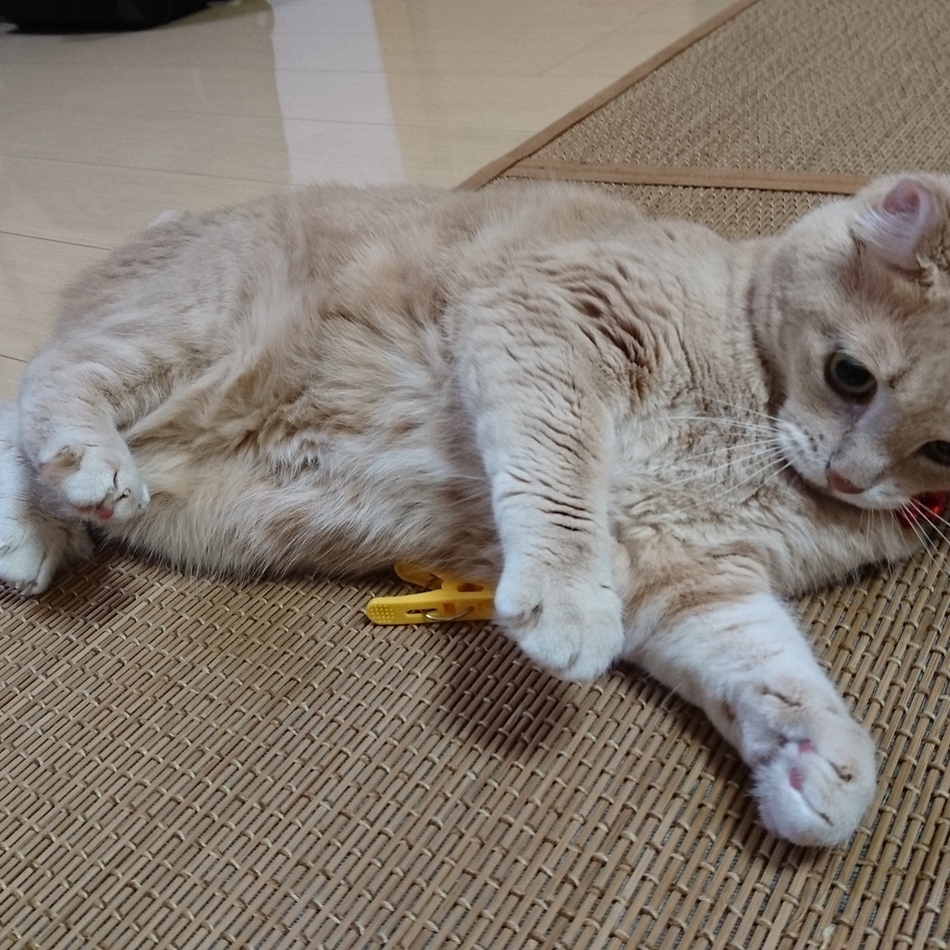 ごはんのカバー写真