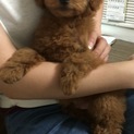 トイプードル子犬