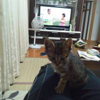 生後1ヶ月の子猫