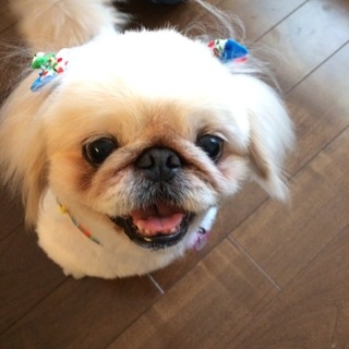 ペキニーズのイチゴくん