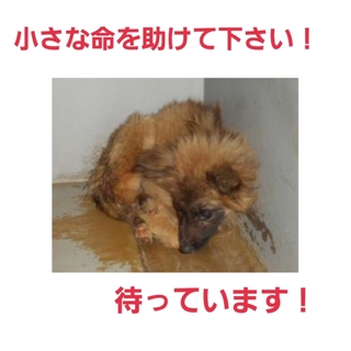 緊急です!小さな命を繋いで下さい!