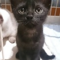 黒猫ちゃん ♂
