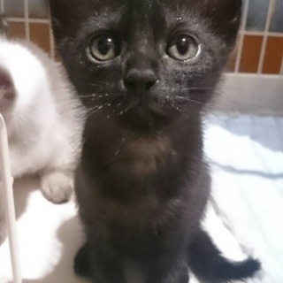 黒猫ちゃん ♂