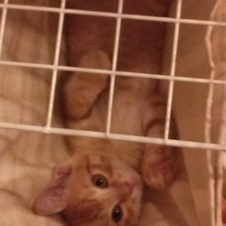 初めてのお留守番