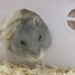 めたぼう、おっさんに見えてくる