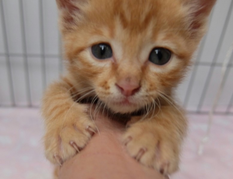 さみしがり屋の茶トラの男の子 大分県 猫の里親募集 ペットのおうち 月間利用者150万人