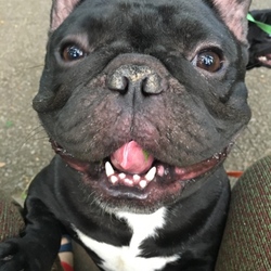 「三十路独身男職業デザイナー。犬２匹と猫3匹の生活。」サムネイル2