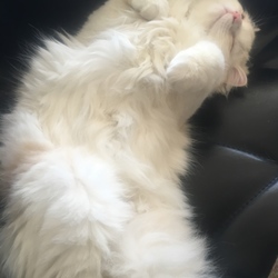 「三十路独身男職業デザイナー。犬２匹と猫3匹の生活。」サムネイル3