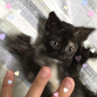 小柄なサビちゃん（人とも猫とも友好的です）