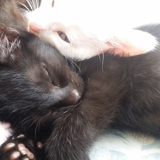 こねこの里親募集(黒猫)