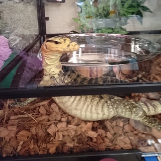 カミンギーモニター♂の里親募集。