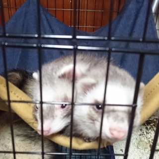 フェレット姉妹の飼い主募集します。
