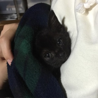 福岡県 生後1か月半 メス