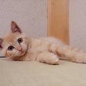 おもちゃで遊ぶ姿が激カワです