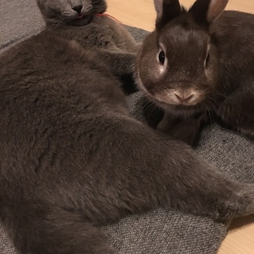 ジジの写真