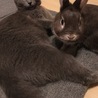 の写真
