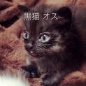 ペロがいつも出ている黒猫