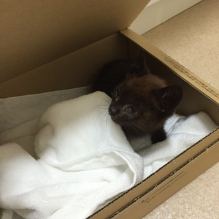 生後２～３ヶ月の黒猫ちゃんです。遊ぶのが大好きです