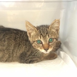 里親様決定！小さくかわいい女の子