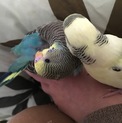 手乗りセキセイインコ♀2羽
