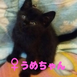 名古屋 黒猫 うめちゃんの里親さま募集
