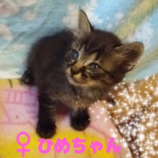 名古屋 11匹猫 ひめちゃんの里親さま募集
