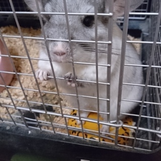 チンチラの里親募集してます。